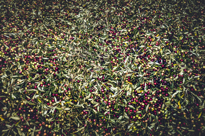 Produzione dell’olio extravergine nel frantoio Olio Pavone