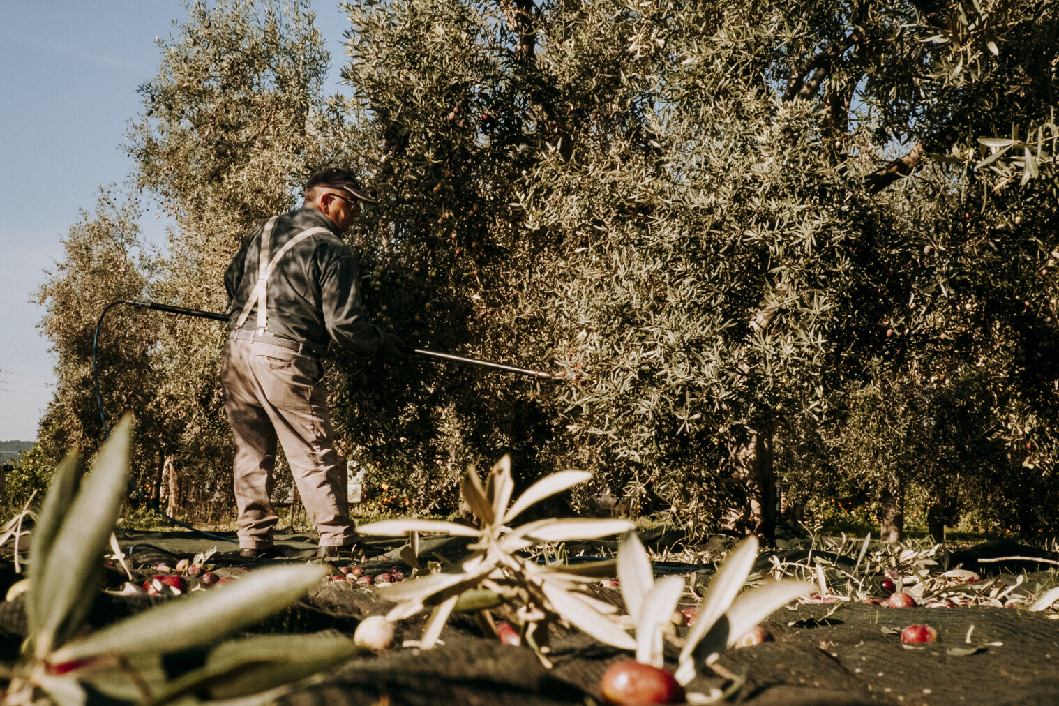Raccolta delle olive nei terreni di Olio Pavone a Castellaneta